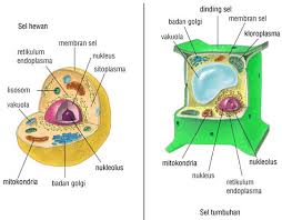 Organel yang hanya dimiliki sel hewan adalah. Ruang Lingkup Biologi