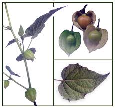 Image result for Physalis angulata