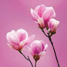 Pin On Great Shots Art