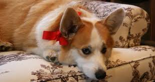 Learn how to housebreak a puppy in 6 days for free. Corgi Puppies For Sale Craigslist Petfinder