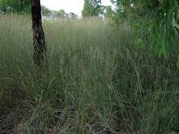 Image result for Arundinella