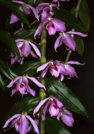 Flowers in the philippines tagalog. List Of The Orchids Of The Philippines Wikiwand