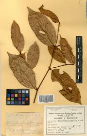 Image result for Monanthotaxis poggei