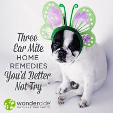 Luckily, most of these are only attached by a long, thin stalk so they can be pulled up into an area where they can be seen and removed easily. 3 Ear Mite Home Remedies You D Better Not Try Wondercide