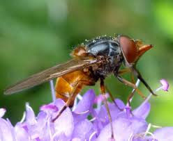 Image result for Raphia rostrata