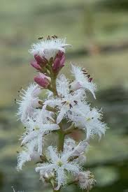 Image result for Menyanthaceae