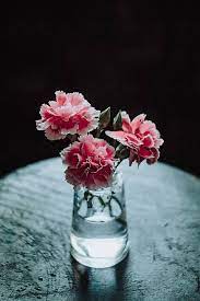 Bouquet Of Pink Carnations In Small Glass Vase By Vera Lair For Stocksy United Small Glass Vases Vase Pink Carnations
