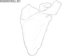 Upper Limbs Skeleton Anatomy Drawingforall Net The pelvic girdle is composed of the appendicular hip bones (ilium, ischium, and pubis) oriented in a ring, and connects the pelvic region of the spine to the lower limbs. upper limbs skeleton anatomy