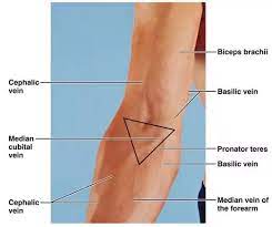 We did not find results for: What Is The Medical Name For The Inside Of The Bend Of The Elbow Quora