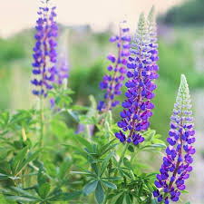 The median list price per square foot on lupine dr is $157, $35 more than this home. Wild Lupine Buy At Nature Hills Nursery