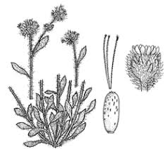 Image result for Vellereophyton dealbatum