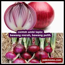 Bentuk daun bulat (oval) dan meruncing, serta pada bagian bawah daun berbulu dan berkerut, bentuk umbi kentang ada yang bulat (oval). Ciri Ciri Umbi Lapis Dan Umbi Batang Beserta Contohnya Pak Mono