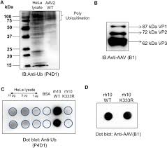 Image result for White 1998 AAV