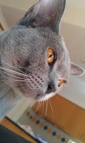 136 likes · 2 talking about this. Contact Us Natmac Burmese Cats Kittens