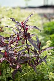 Image result for Alternanthera sessilis