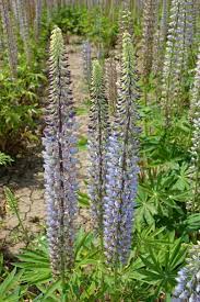 Tall plant with purple flowers and green leaves. Silver Falls Seed Company Lupine Large Leaf