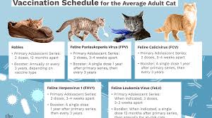How much is a rabies shot for a cat. What Is The Average Adult Cat Vaccination Schedule