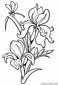 In questa sezione sono raccolte pagine da colorare con bellissimi mazzi di fiori. Disegni Da Colorare Iris