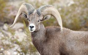 There are many ways to describe this peculiar species found in the exotic islands of komodo, rinca, padar, and flores in indonesia. Mojave Desert Plants And Animals Tnc In Nevada