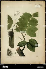 Image result for Centrolobium