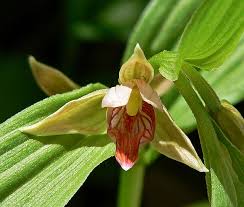 Image result for Epipactis africana