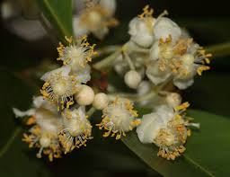 Image result for Calophyllum