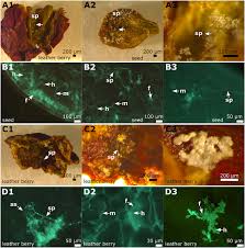 Image result for peronospora grapevine