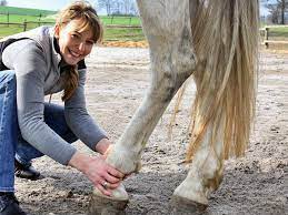 Check spelling or type a new query. Feldenkrais Fur Pferde