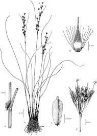 Image result for Coleochloa