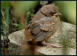 This Baby Bird Has Been Trying To Fly In My Garden I Ve Had To Shut My Cats Inside To Save It I Hope It Can Fly Tomorrow Baby Bird Critter Bird