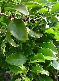 Image result for Maytenus chasei