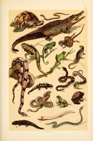 Plate 8 Popular History Of Animals For Young Nemfrog Vintage Illustration Scientific Illustration Animal Illustration
