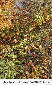 Image result for Smilacaceae