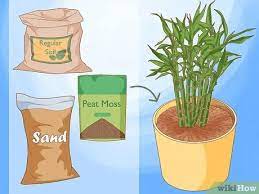 How To Take Care Of Lucky Bamboo