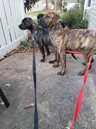 Presa canario puppies for sale in va. Presa Canario Puppies For Sale Portsmouth Va 295320