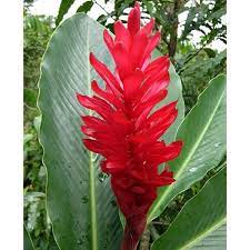 Pin On Logee S Flowering Plants