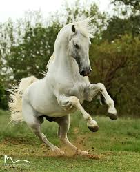 Pin By Tim Lam On The Beauty Of Horses Horses Pretty Horses Most Beautiful Horses