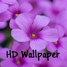 Find the large collection of 44000+ flower background images on pngtree. Get Flower Lockscreen Microsoft Store