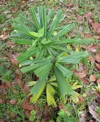 Daun palas pokok palas juga mempunyai bunga dan buah yang sangat menarik. Dedaun Alam Palas