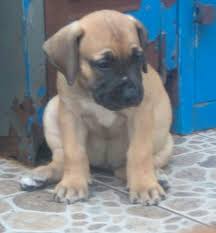 Black Boerboel Puppies For Sale In Durban Boerboel Puppies Durban Boerboel Puppies Dog Breeders Gallery