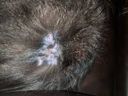 Since mats are created from a tangled collection of dead and live hair, the solid, ratty mass will not simply fall off your cat. Our 3 Year Old Cat Has Develooed This Bald Spot With Scabs On Them And It Doesn T Seem To Get Any Better Any Advice What Might Be Going On Cats