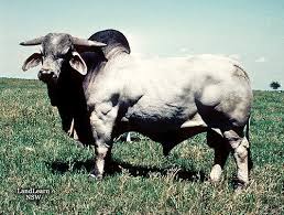 (2004) who found 0.14 for south african brahman cattle. Sa S Brahman Council Clamps Down On Show Ring Cheats George Herald