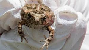 Dogs are at most at risk for toad poisoning if they spend a lot of time outdoors unsupervised. These Poisonous Toads Are A Danger To Pets In Palm Beach County News The Palm Beach Post West Palm Beach Fl