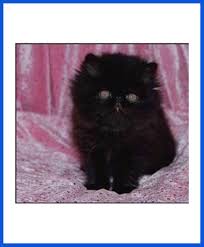 High to low nearest first. All Types Of Cats Kittens For Sale All Over India Transportation Free Poddarkennel