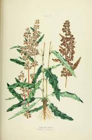 Image result for Rumex crispus