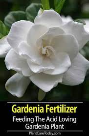 Pin On Best Of Plantcaretoday