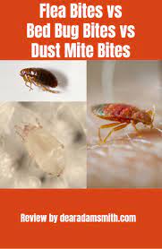 dust mite bites vs bed bug bites vs flea bites dear adam smith dust mites bites bed bug bites bug bites