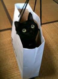 Kucing ini bernama giggles dan awalnya adalah kucing liar, yang kemudian diselamatkan oleh organisasi pencinta kucing di ohio, amerika serikat. Lllllllll Lllll Lloilokloii Profil Pinterest