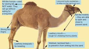 Pin On I Love Camels