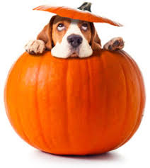 Is Pumpkin Good For Dogs